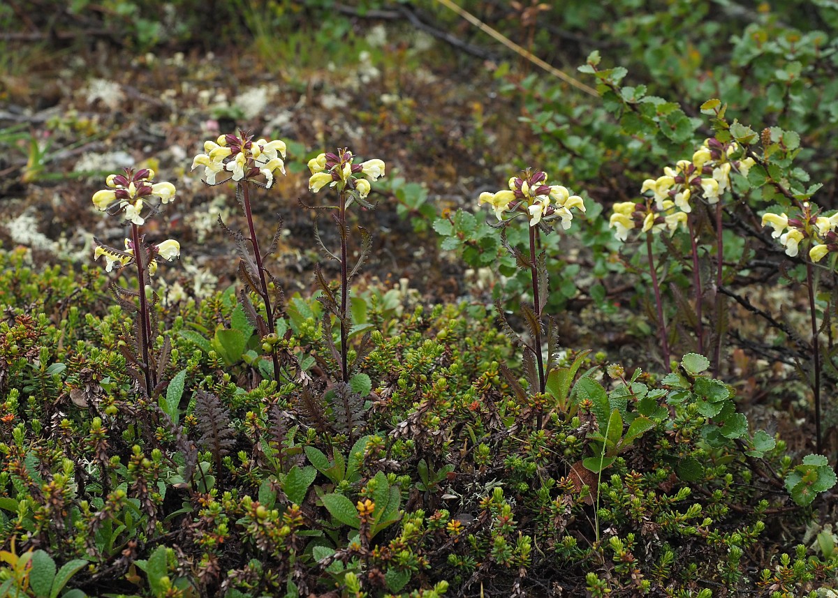 Pedicularis lapponica, Lapland Lousewort